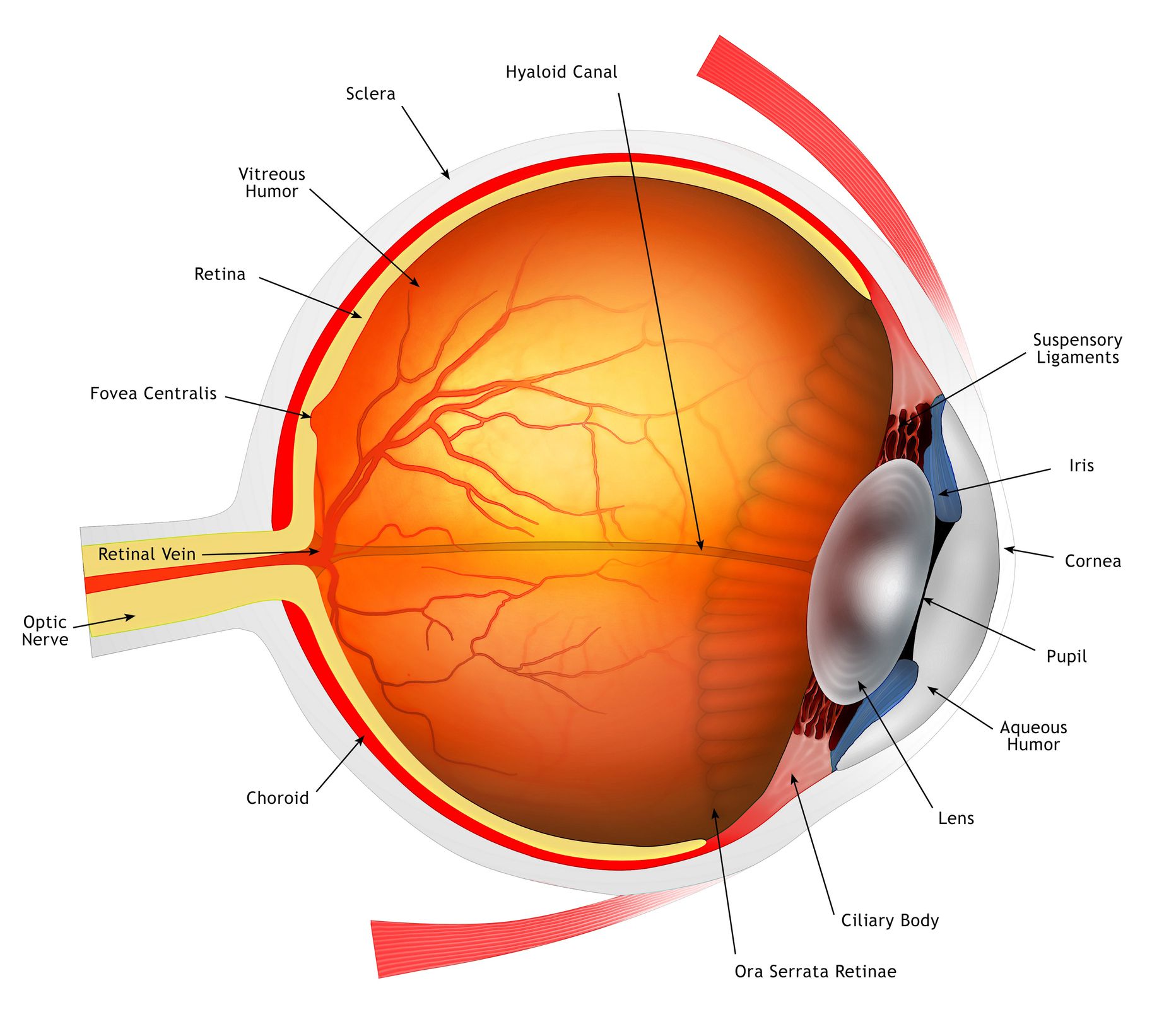 Anatomy of the Eye